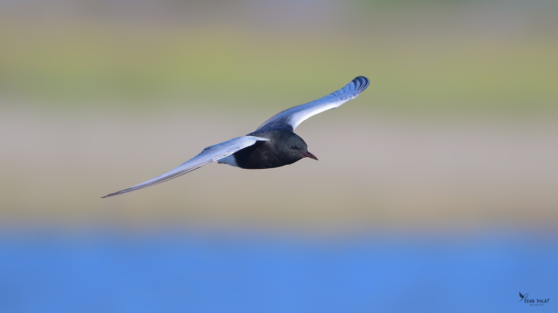 White-winged Tern